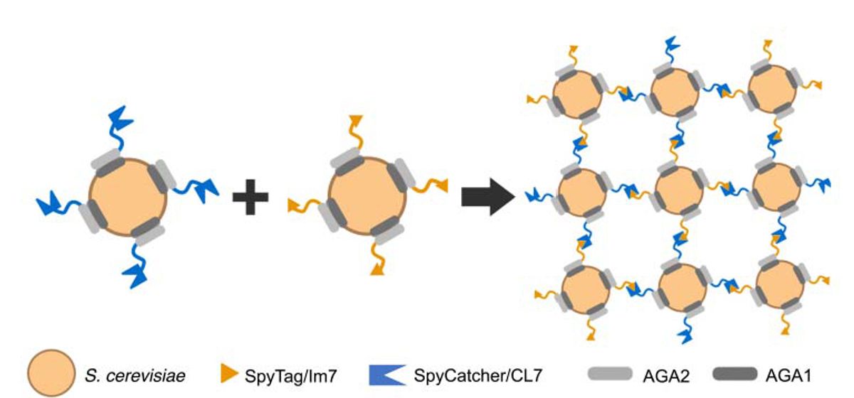 illustration of how yeast cells interlock via engineered proteins on cell surfaces