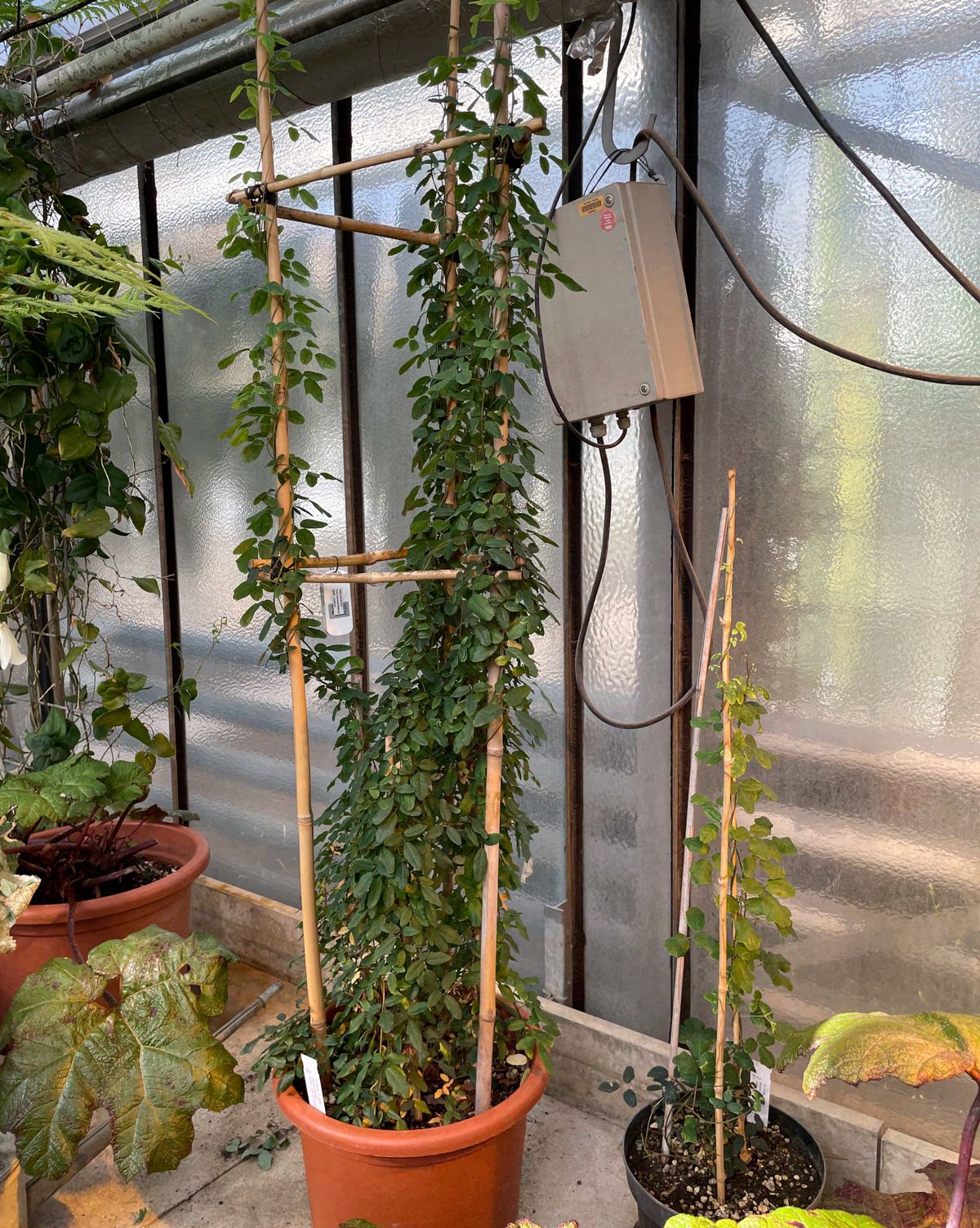 A Boquila vine growing out of a pot in a greenhouse