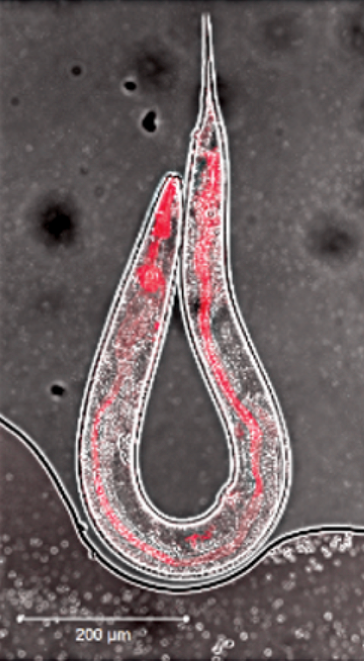 microscope view of a worm with a line of red running through it