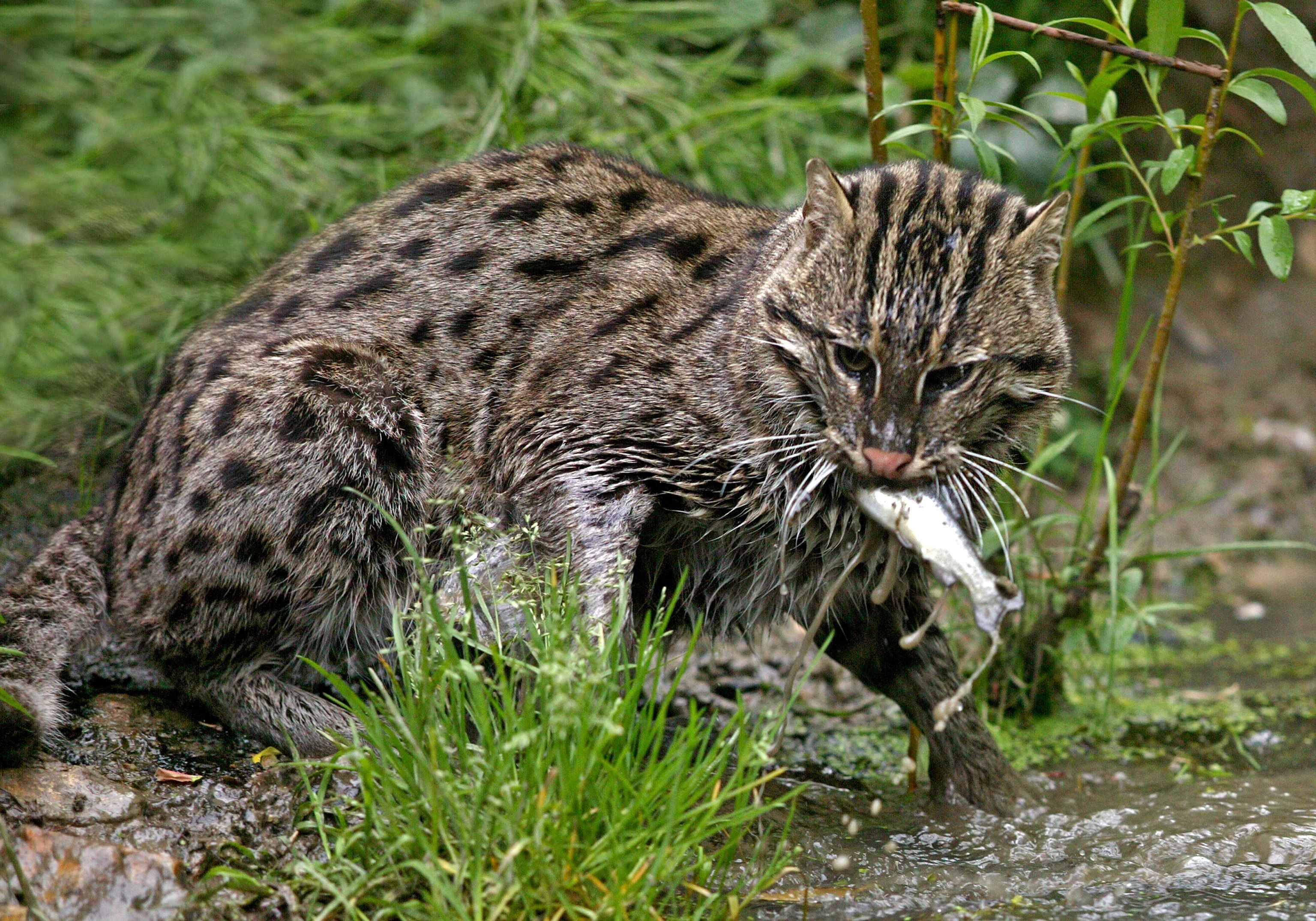 Fishing Cat San Diego Zoo Animals Plants Atelier yuwa ciao jp