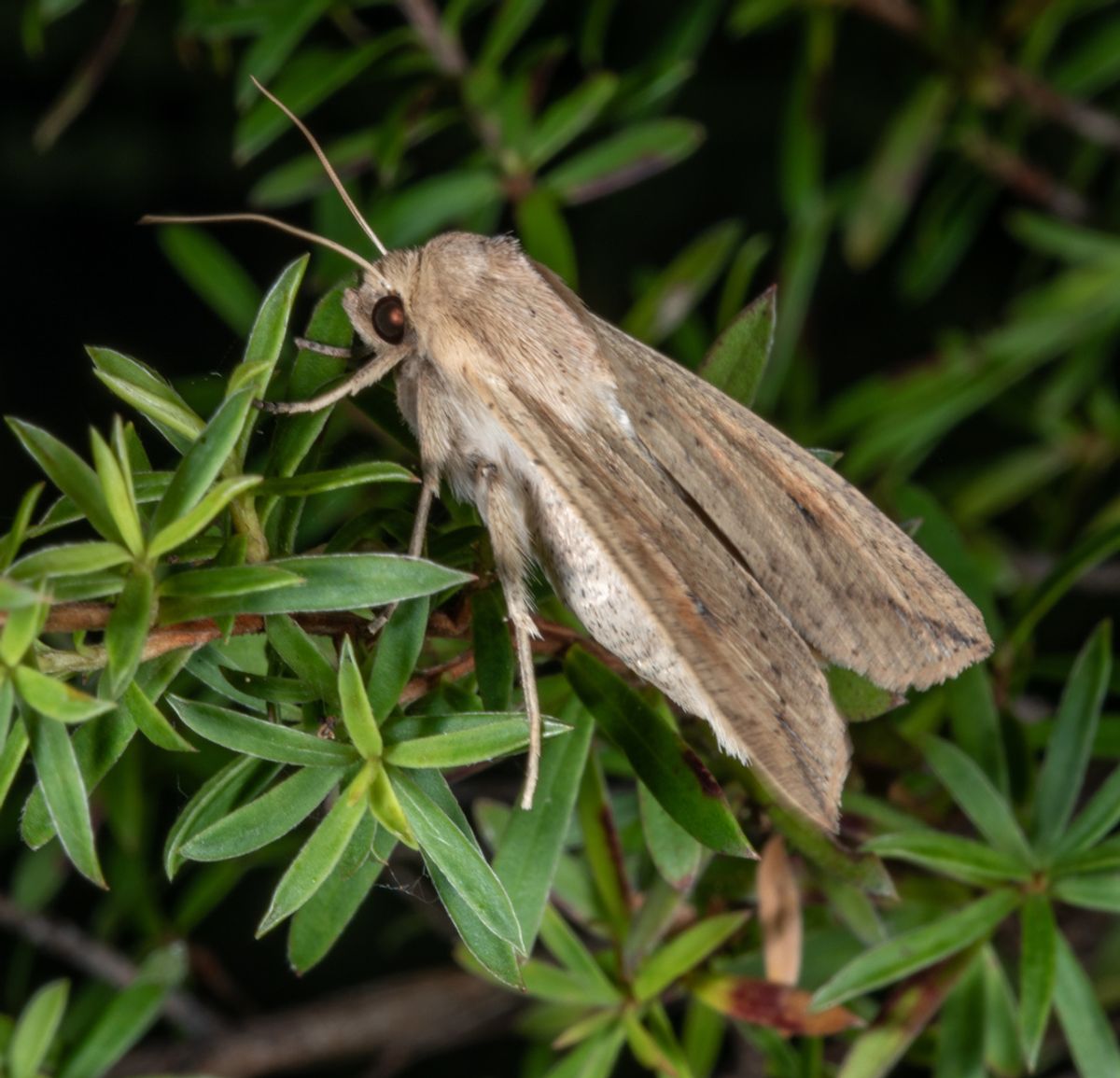 A Northern Armyworm butterfly in the foliage