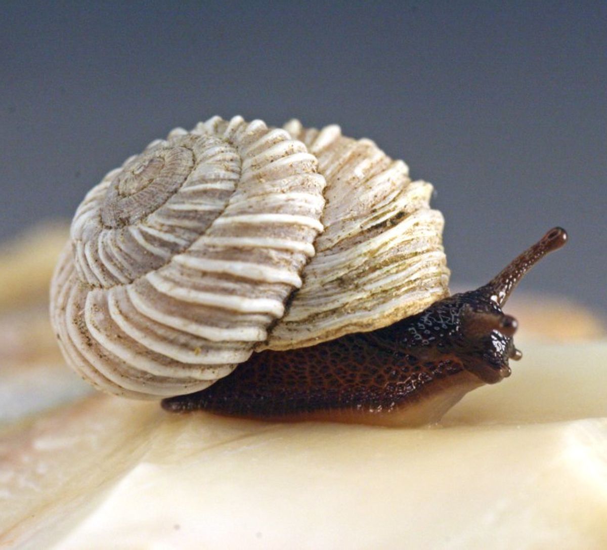 A costate snail