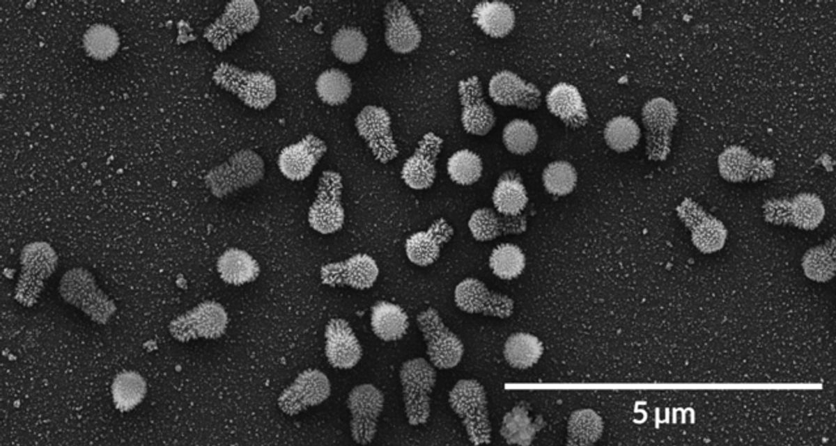 The genomes of giant viruses often appear far more complex than those of simpler viruses. This Tupanvirus, first discovered in 2018, has the most complete protein-building apparatus of any virus to date, capable of coding for roughly 1,400 proteins.