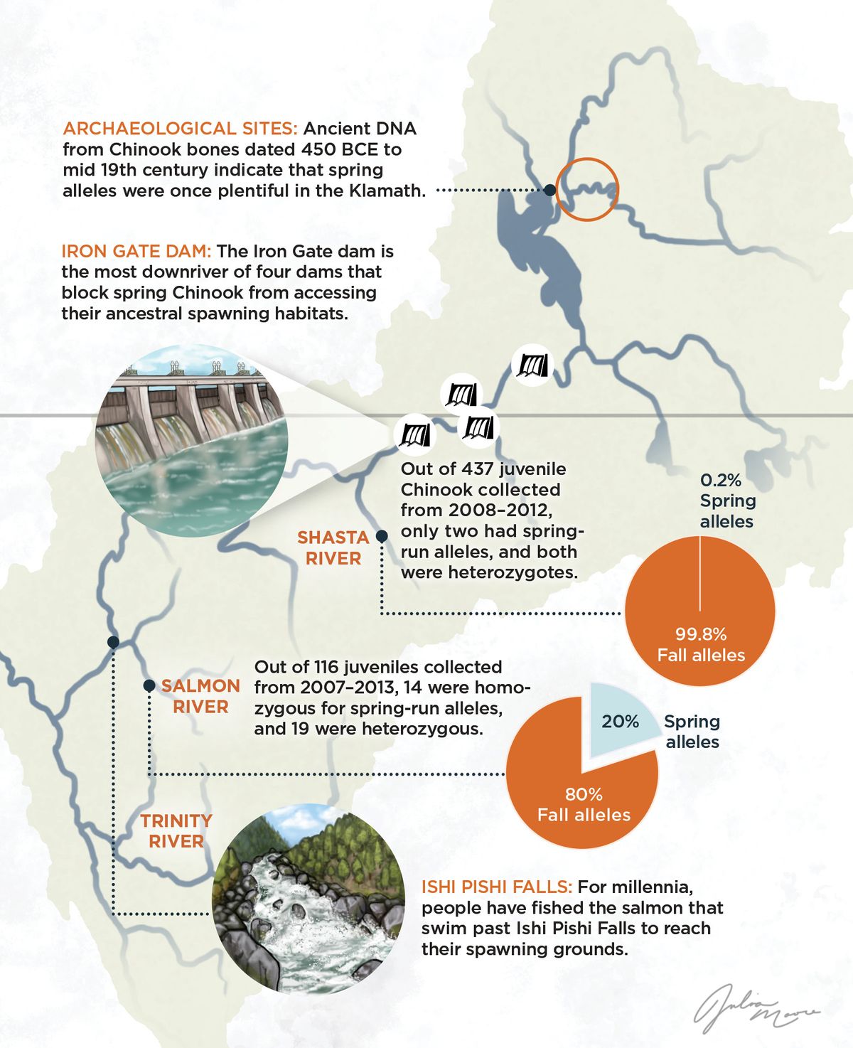 Infographic comparing spring and fall alleles of salmon