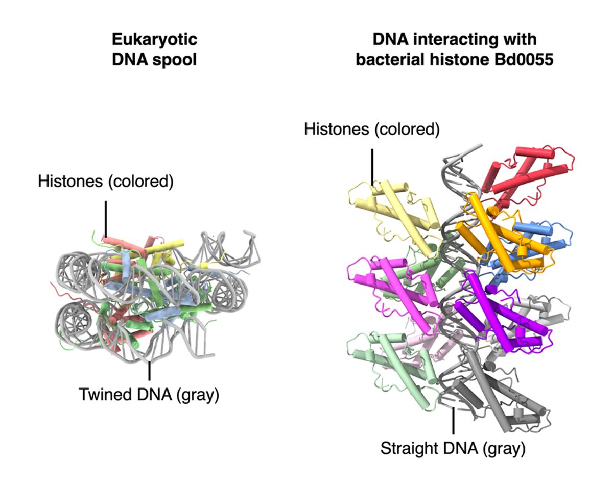 Picture Of Histone