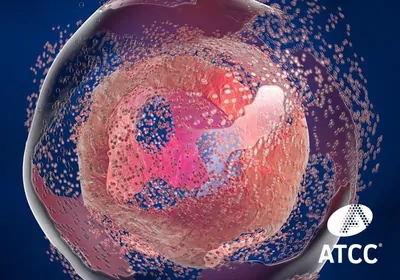 Programmed Cell Death Pathways | The Scientist
