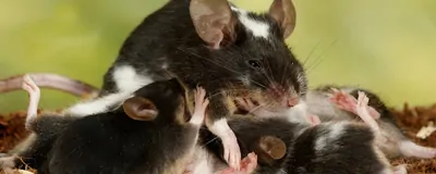 Mouse Off Spring Fast-Acting Nonhormonal Male Birth Control Prevents Pregnancy in Mice ...