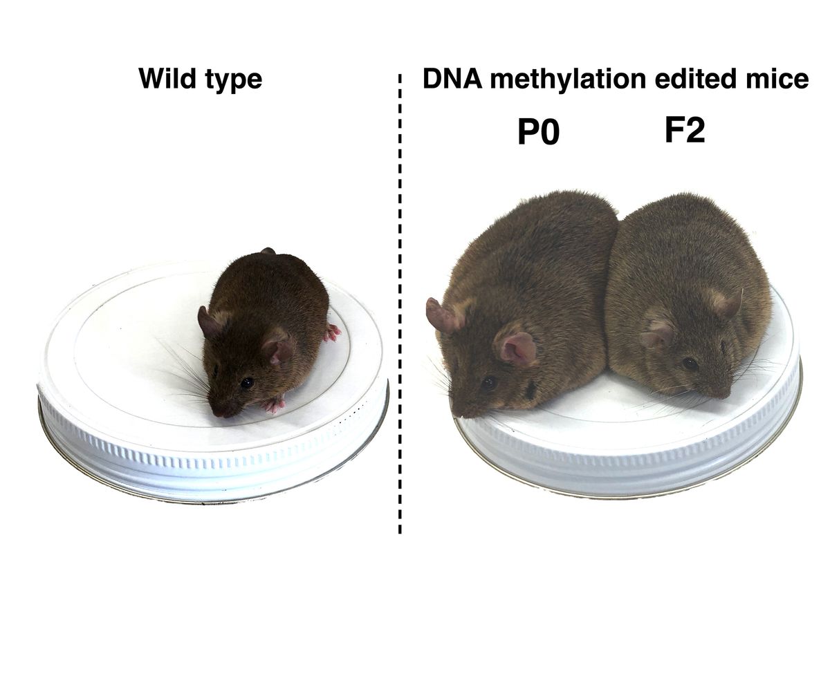 Editing one gene extends mouse life expectancy by 23%