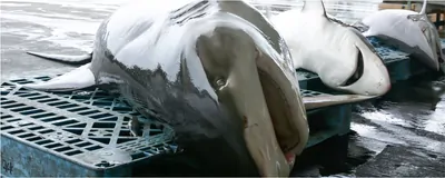 Researchers Make Alternatives to Shark-Sourced Vaccine Ingredient | The