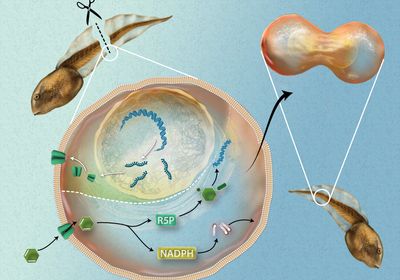 Infographic showing the process of tail regeneration in tadpoles