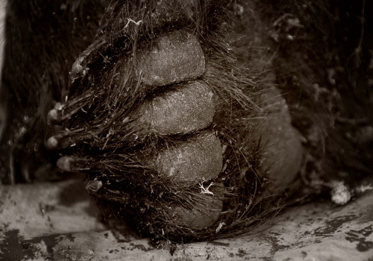 Hibernating Bears Provide Clue to Preventing Serious Clots in Humans - Vimarsana News
