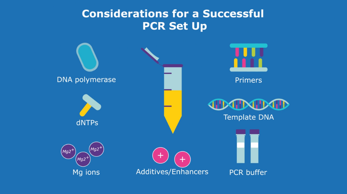 Pcr Buffer Components - Infoupdate.org