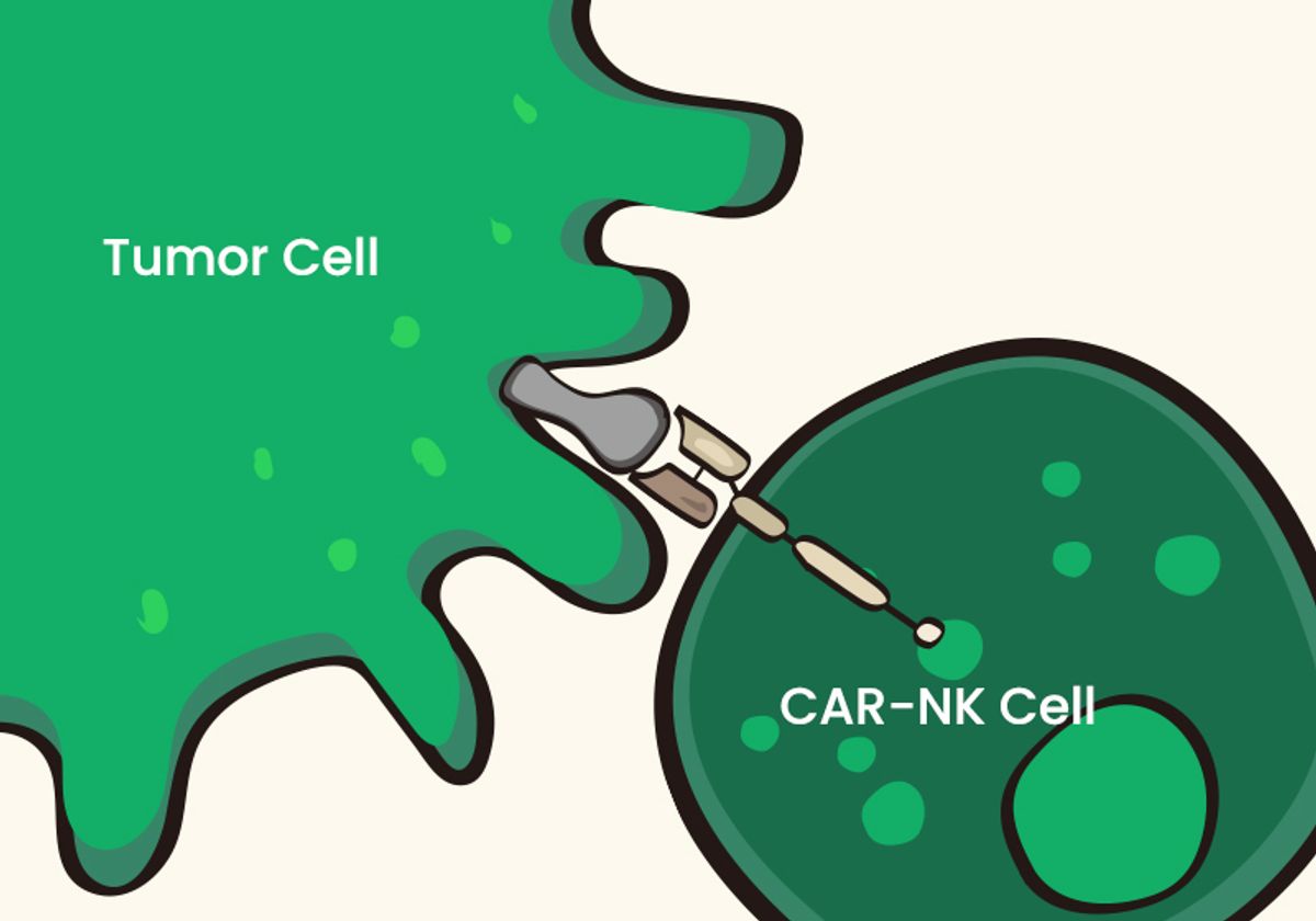 CAR Technology in Cancer Therapy: From CAR-T to CAR-NK - Vimarsana News