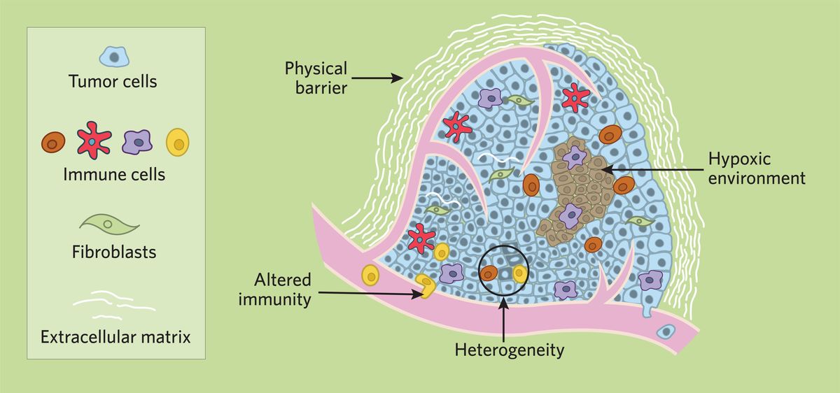 The Basics Of The Tumor Microenvironment The Scientist Magazine®