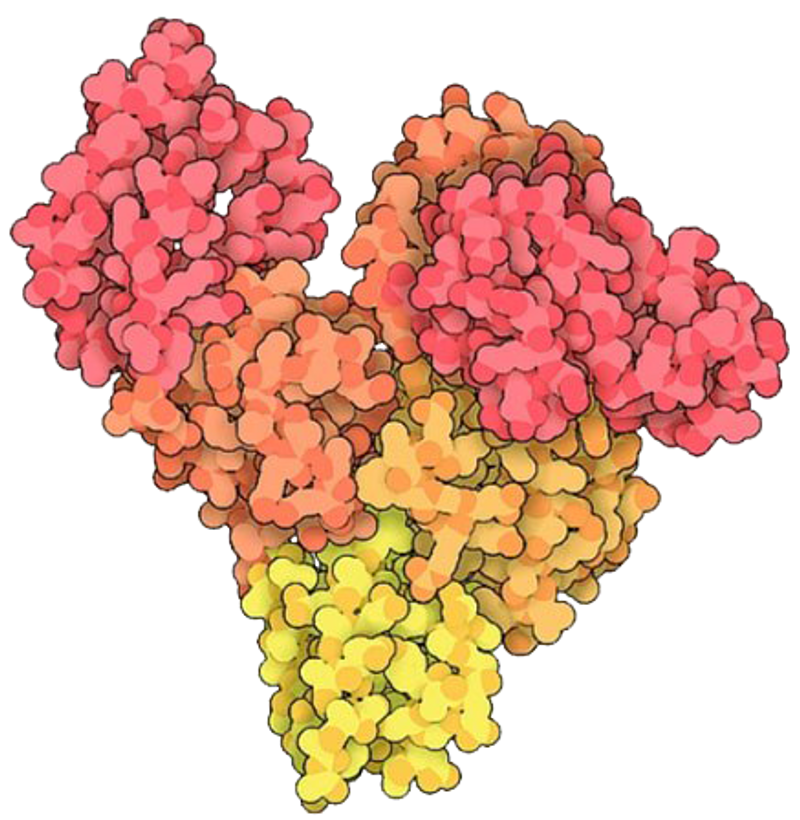 Providing Stability In Vivo, In Vitro, and In Culture | The Scientist