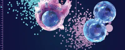 Cell Viewig Sort What You See | The Scientist
