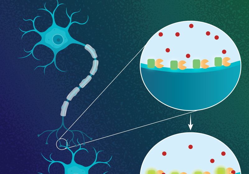 Infographic: How a Glutamate Sensor Tracks Synapses | The Scientist
