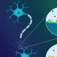 Infographic | The Scientist