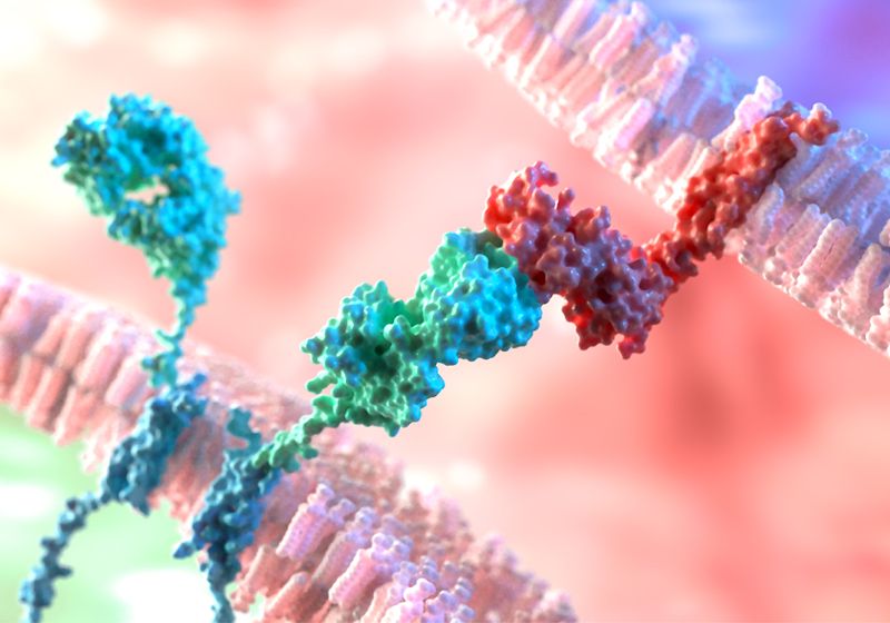 Revealing Immune Responses With Adaptive Immune Receptor Repertoire