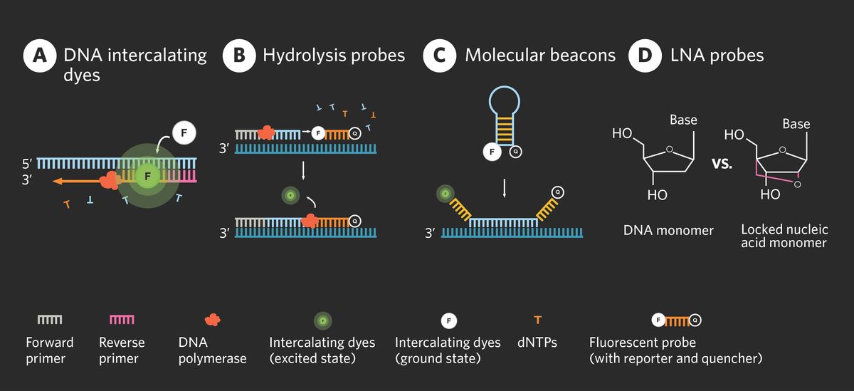 Insights Into QPCR Protocol Detection Methods And Analysis The