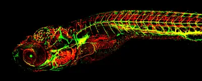 Serendipity, Happenstance, and Luck: The Making of a Molecular