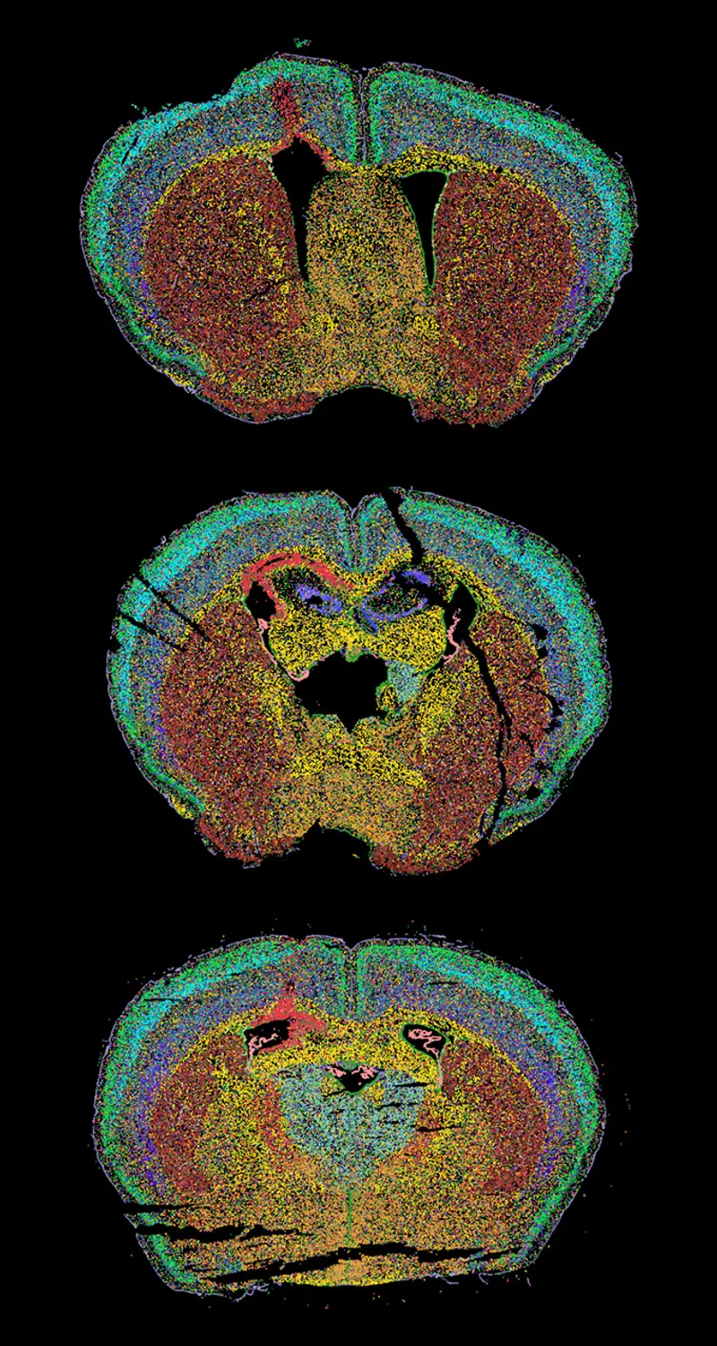 merfish-brains-darkbg-1-2-m.webp