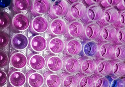 A microplate with pink or blue solution in different wells. A microplate with pink or blue solution in different wells.