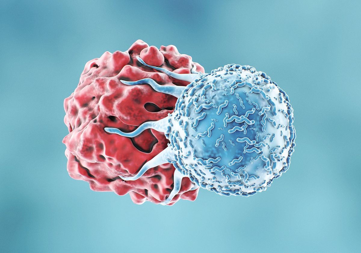 T cells target cancer cells for destruction.