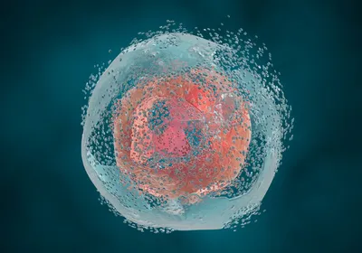 Programmed Cell Death | The Scientist
