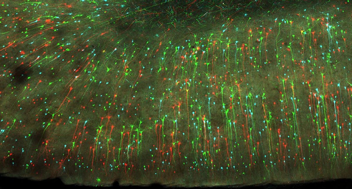 Microscopy image showing a collection of neurons labeled green, red, and blue.