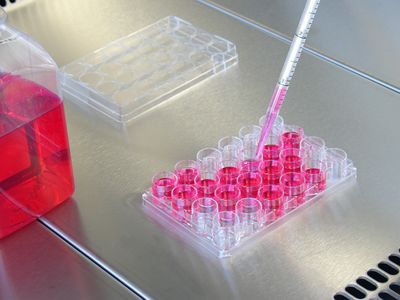A scientist cultures organoids in a multi-well plate filled with red cell culture media A scientist cultures organoids in a multi-well plate filled with red cell culture media