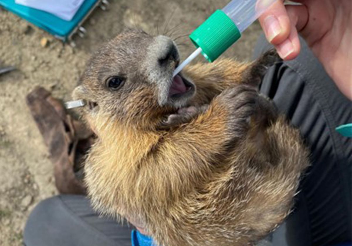 Exploring the Link between Sociality and the Marmot Gut Microbiome 