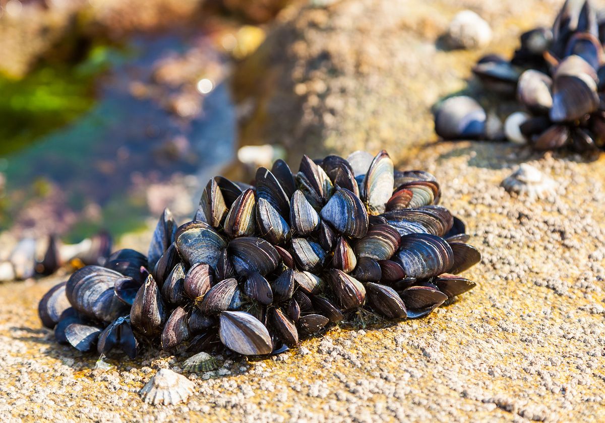 Golden Mussel Rocks Why Do Mussels Stick To Rocks