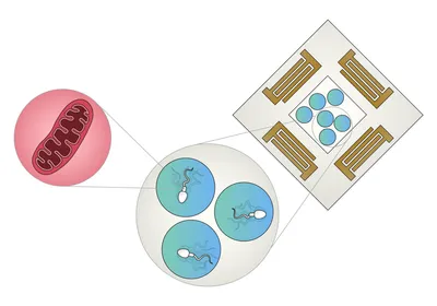 Cell Motility | The Scientist