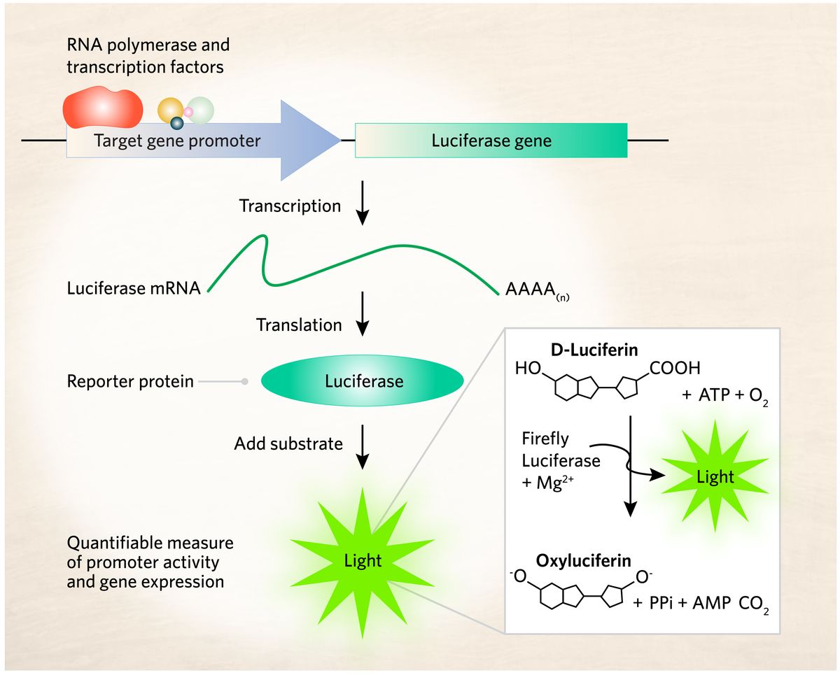 A schematic representation of a luciferase-luciferin reaction emitting light, which is a quantifiable measure of promoter activity and gene expression. Scientists clone the luciferase gene into a construct controlled by a target gene promoter. Once RNA polymerase transcribes the luciferase gene, the mRNA is translated into the luciferase enzyme, which acts as a reporter protein for the target gene promoter. Researchers add a substrate such as D-luciferin, which luciferase oxidizes to produce light.