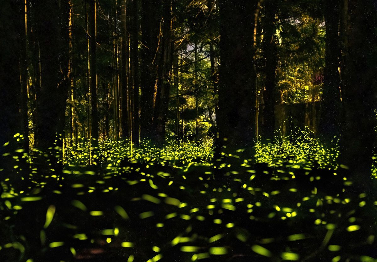 Fireflies glowing in a dark forest provide a captivating example of the luciferase-catalyzed bioluminescent reaction, which has been harnessed as a powerful research tool.