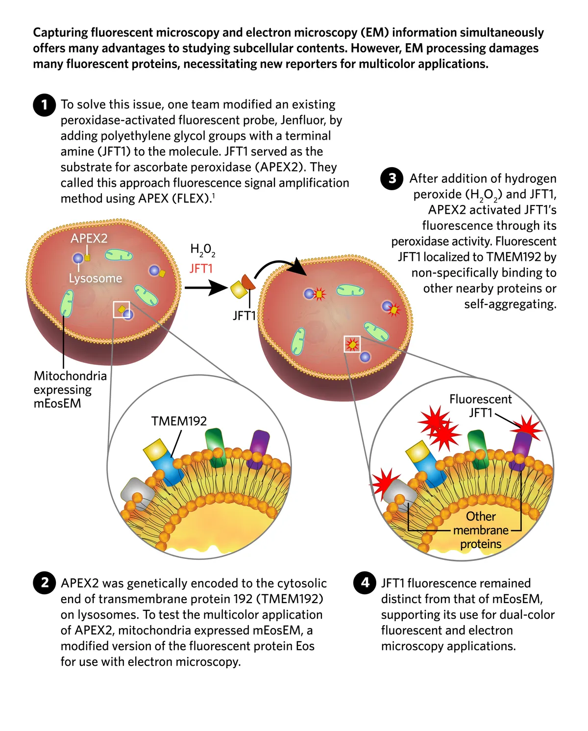 09-24-digest-infog-flex-l.webp