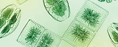 Better Living Through Algae Biotechnology | The Scientist