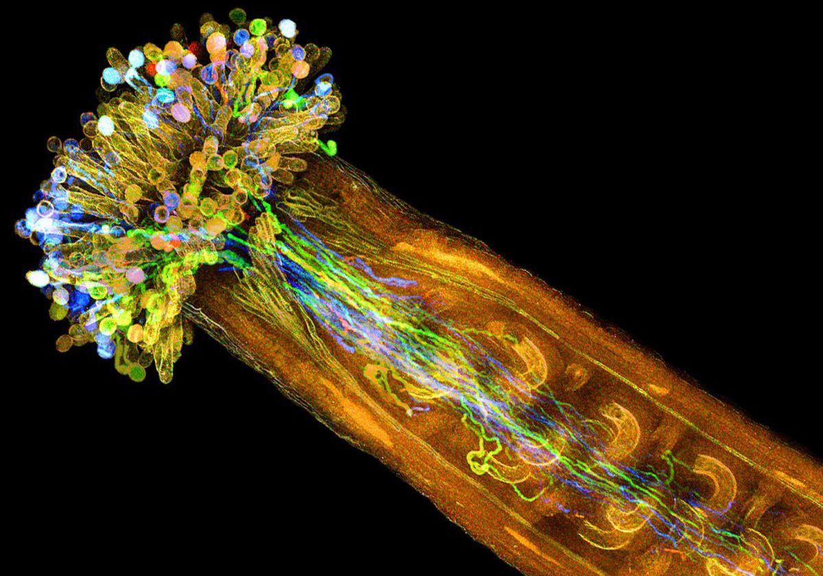 The Hidden Dance of Plant Fertilization | The Scientist