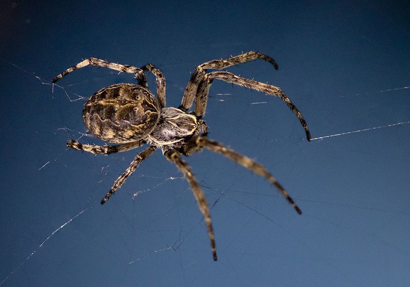Spider Roteils Unraveling the Web of Proteins in Spider Silk | The Scientist