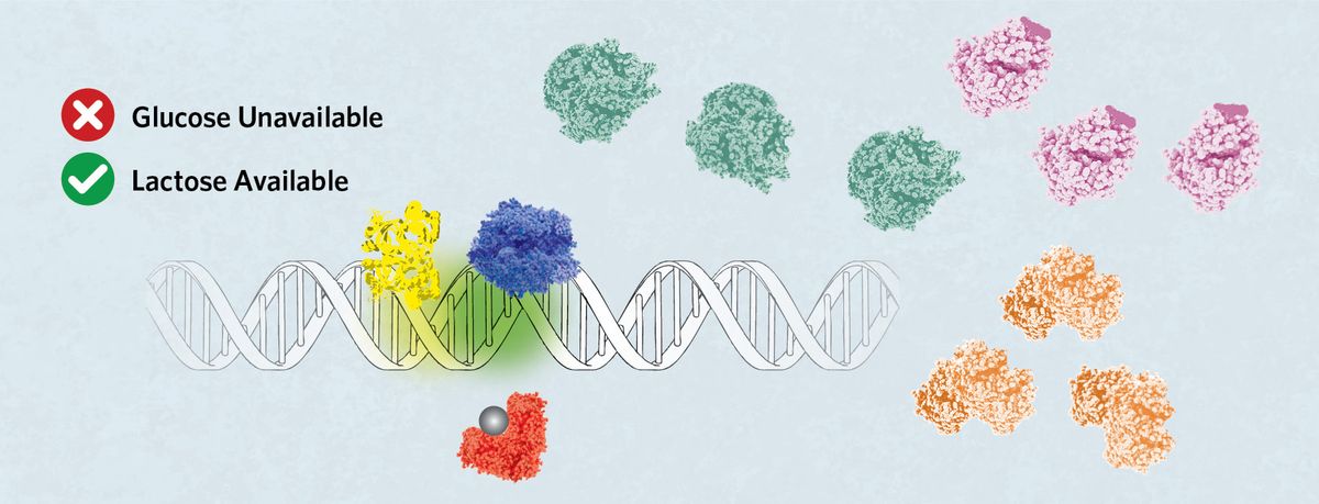 Glucose unavailable, lactose available. A strand of DNA with CRP bound on C and RNA polymerase bound to Promoter 1. Allolactose (grey sphere) is attached to Lac repressor. Three of each of the lac operon gene proteins are shown.