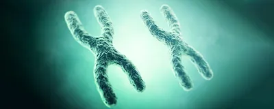 Genetic Signals Linked to X Chromosome Loss Later in Life | The