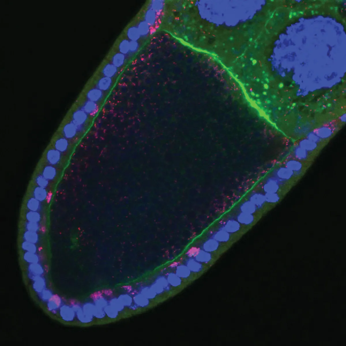Wolbachia Turns 100: The Journey of a Triumphant Bacterium | The