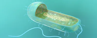 A Hunt for Clues to the Origins of the Eukaryotic Immune System ...
