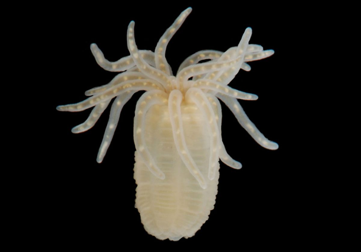 Elusive Stem Cell Population Finally Identified in Sea Anemones