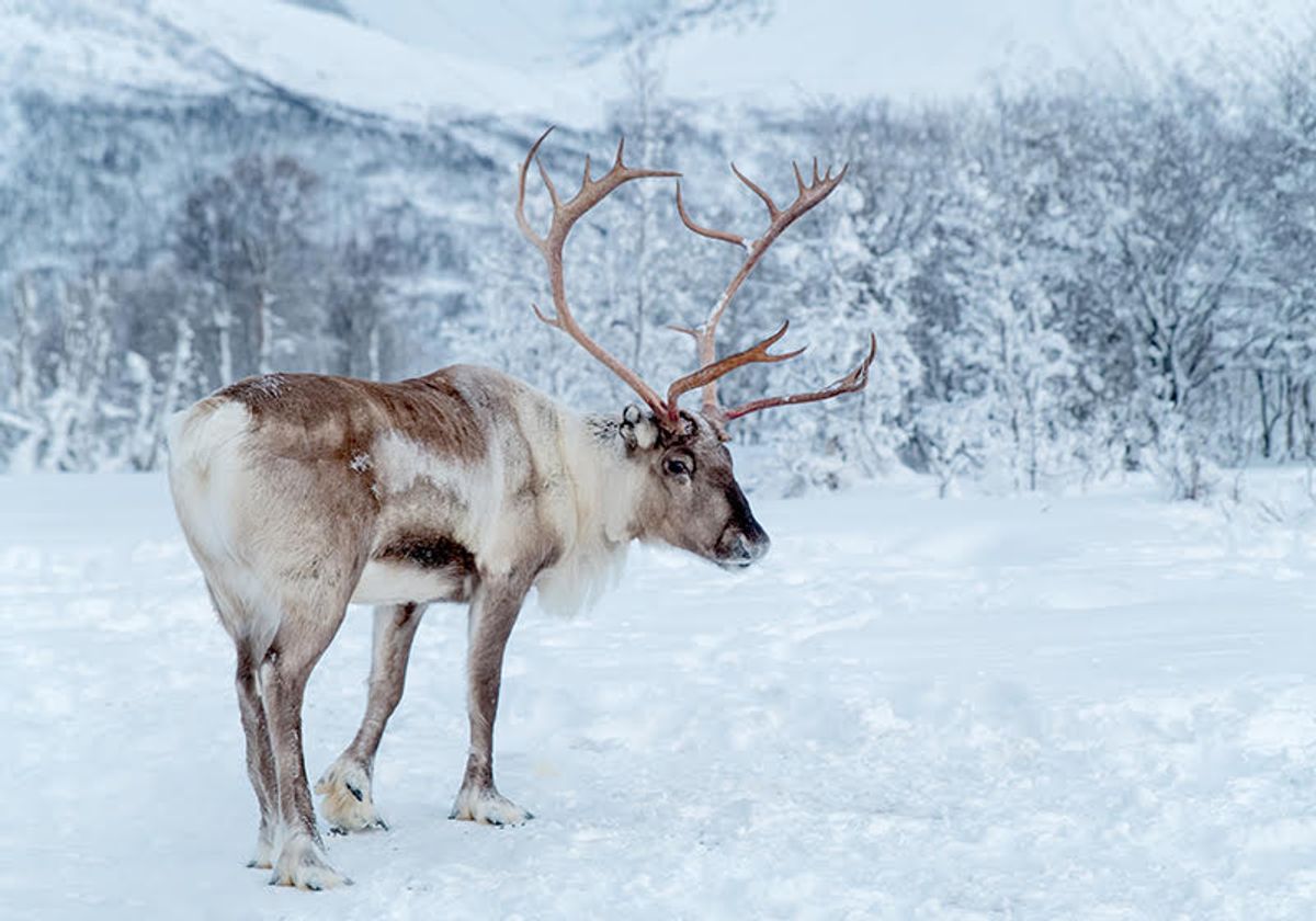 Reindeers Pave the Way for Regenerative Medicine | The Scientist
