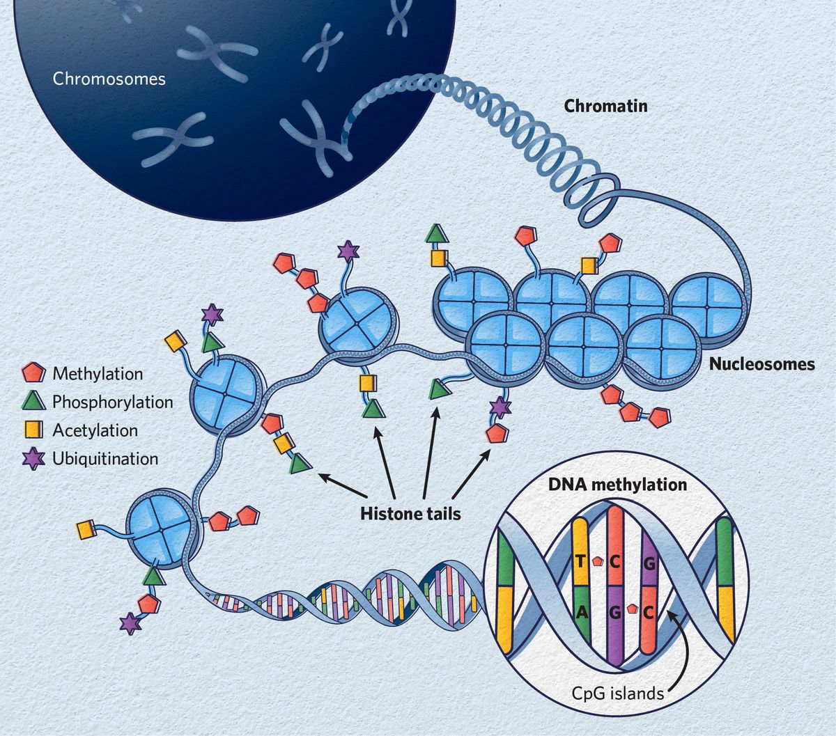 Epigenetics And Heritable Control Of Gene Expression The Scientist Epigenetics And Heritable Control Of Gene Expression The Scientist