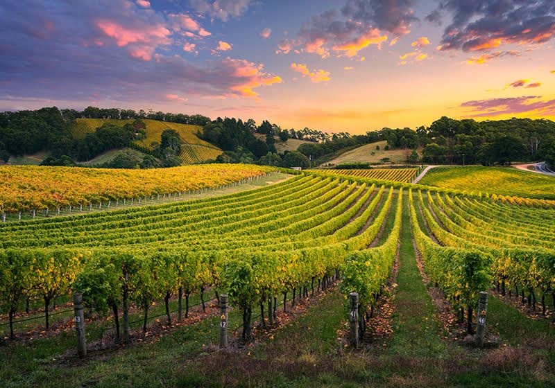 An Ancient Grapevine Uncorks Clues About a Deadly Plant Pathogen