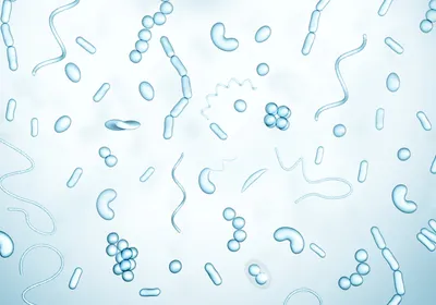 An illustration of different-shaped bacteria.