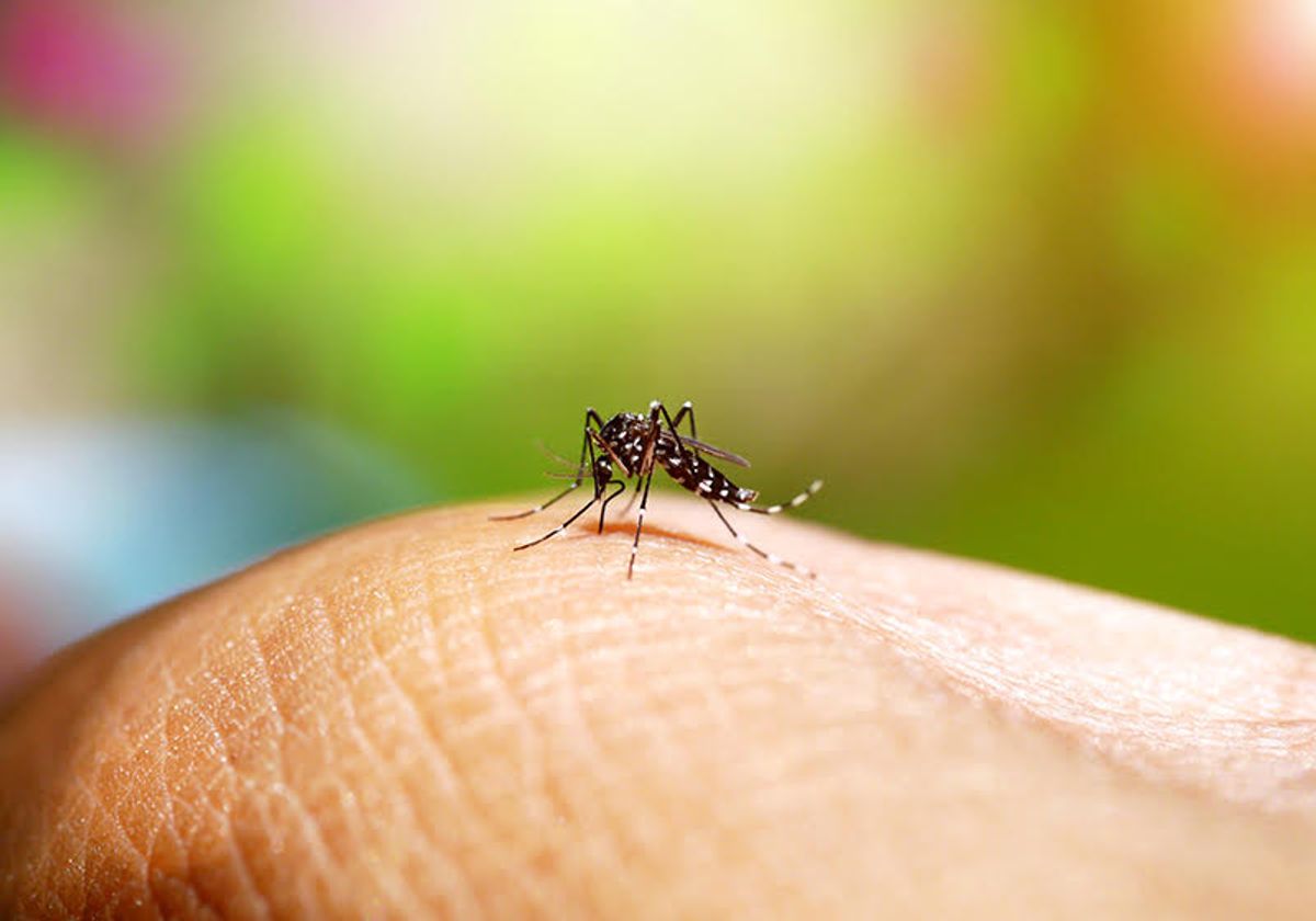 Mosquitoes Adapt to a Warming Environment | The Scientist